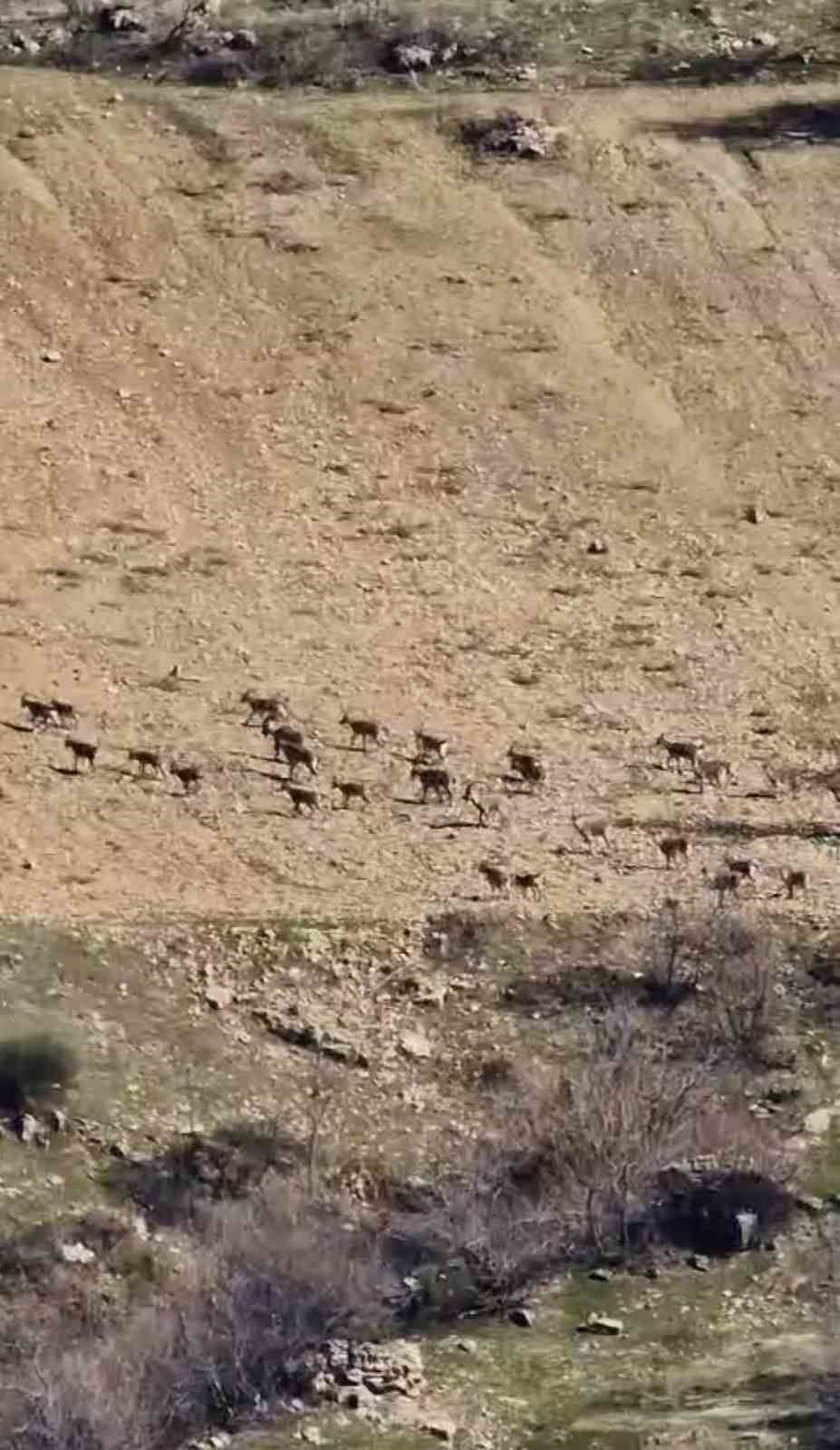 Zarar vermenin cezası 940 bin lira: Diyarbakır’da sürü halinde görüntülendi
