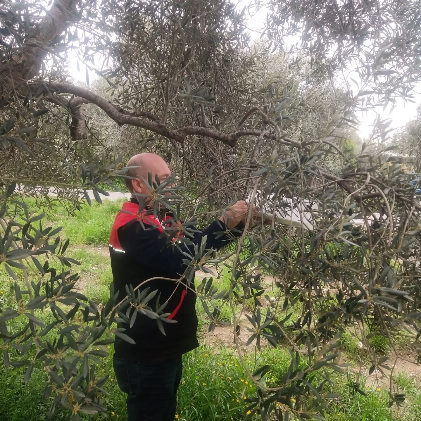 Zararlılara karşı tuzaklar kuruldu
