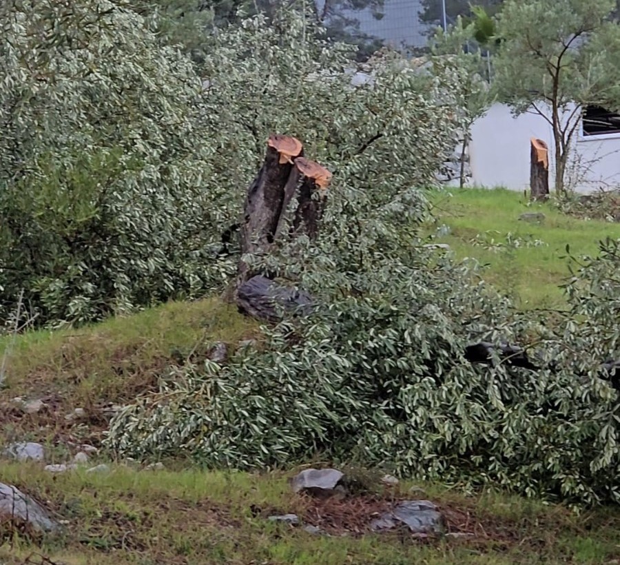 Zeytin ağaçlarını kesen ve görevinden istifa eden CHP’li başkana 36 bin 762 lira para cezası
