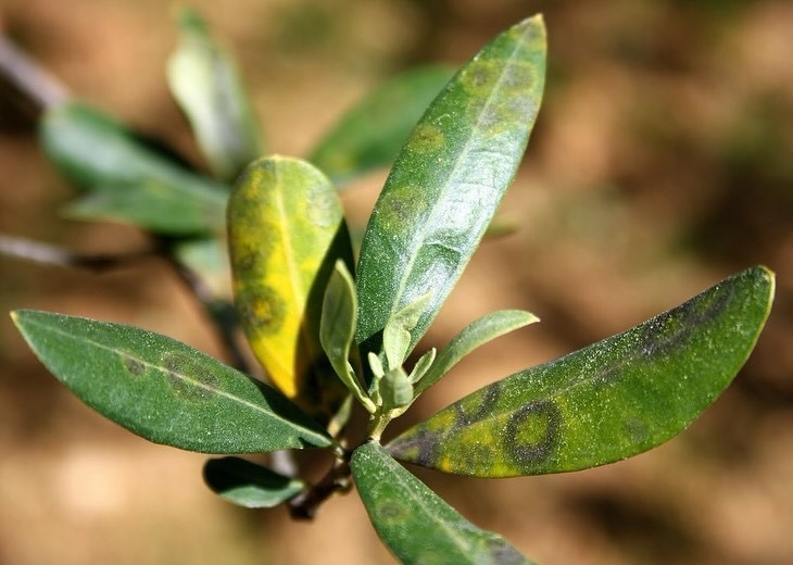 Zeytinde halkalı leke hastalığı ile mücadele çağrısı
