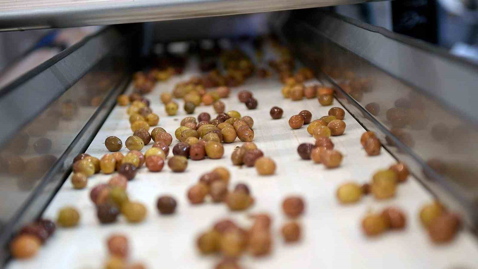 Zeytinin zirvesi İzmir’de kuruluyor
