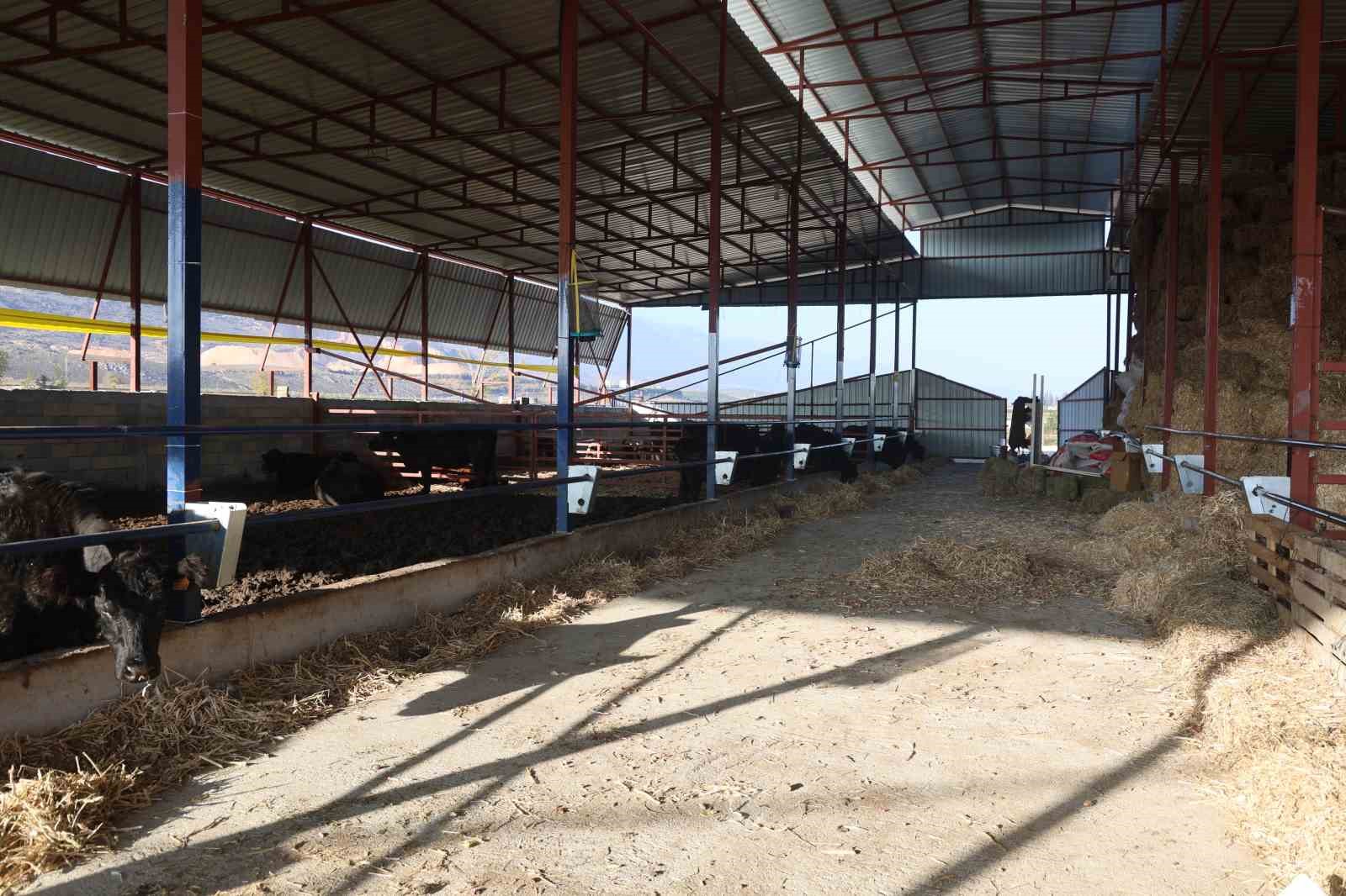 Ziraat mühendisliğini bırakarak devlet desteğiyle kurduğu çiftlikte hayvancılığa başladı
