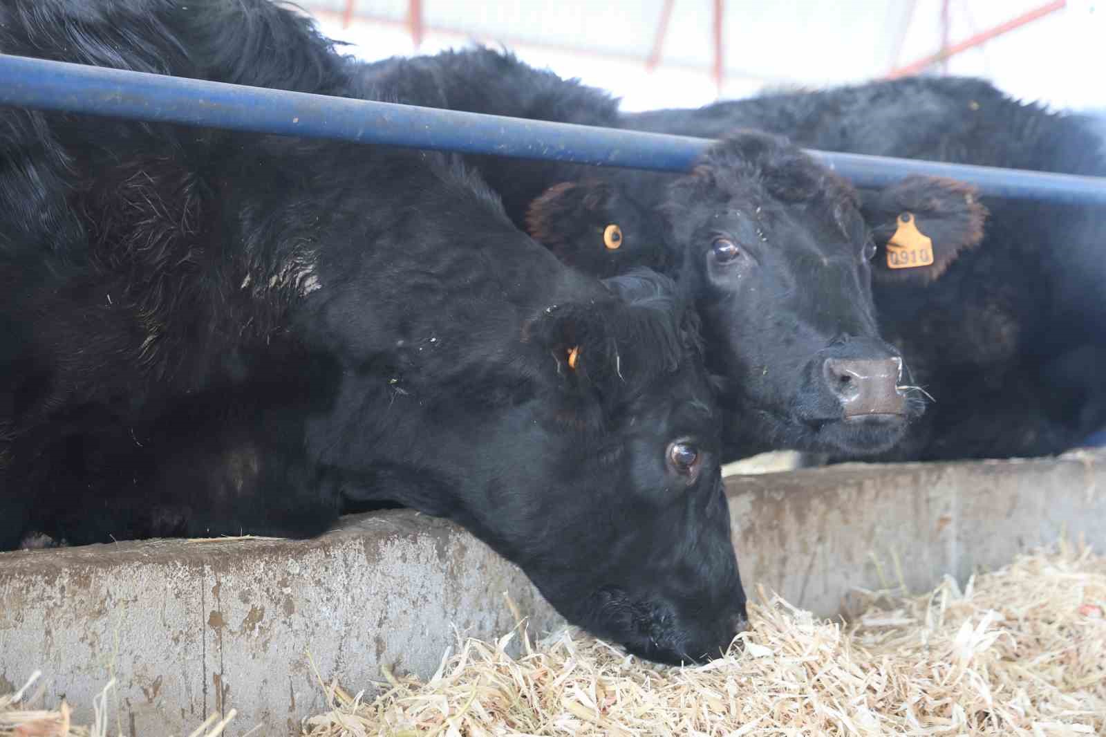 Ziraat mühendisliğini bırakarak devlet desteğiyle kurduğu çiftlikte hayvancılığa başladı
