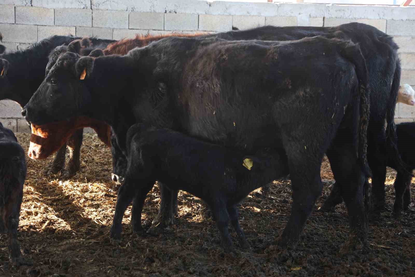 Ziraat mühendisliğini bırakarak devlet desteğiyle kurduğu çiftlikte hayvancılığa başladı
