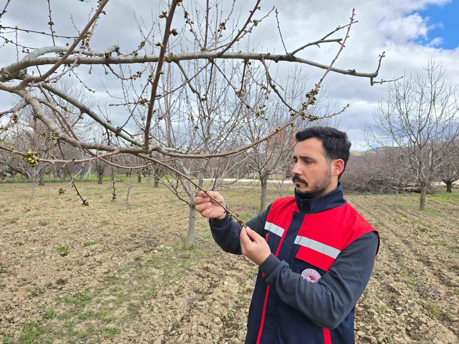 Zirai don olaylarına karşı meyve bahçelerinde kontroller sürüyor
