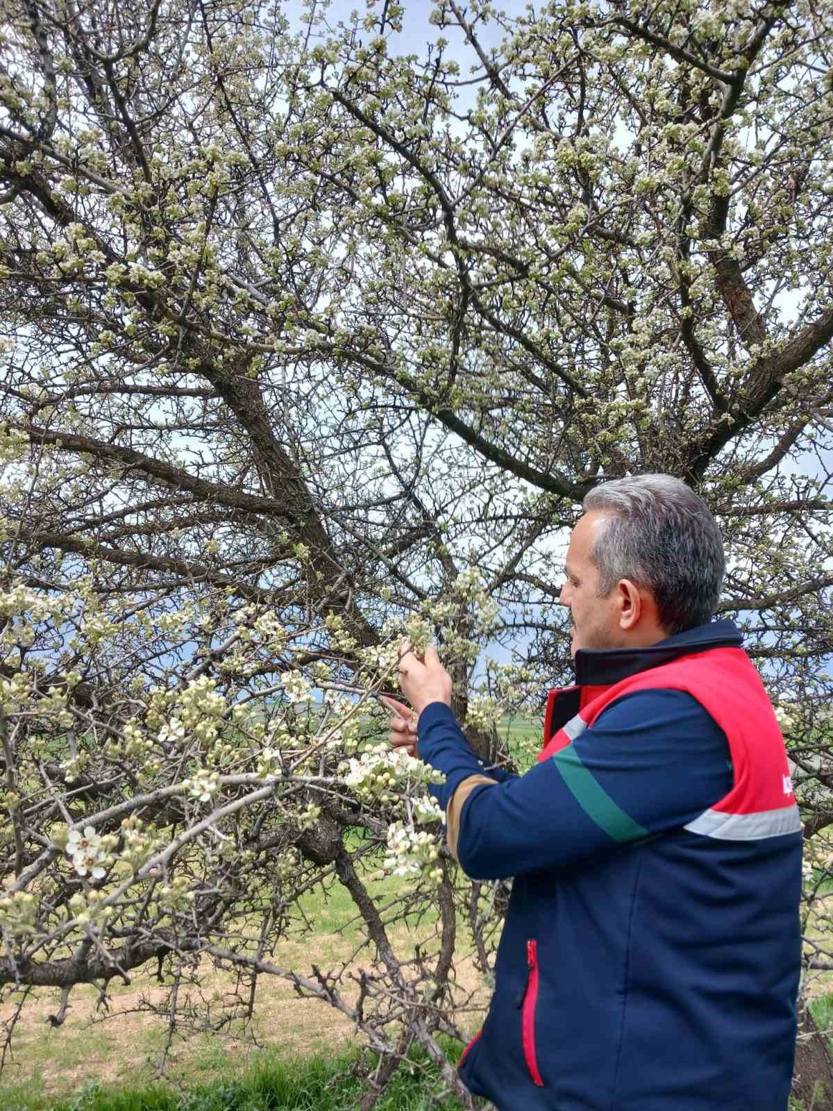 Zirai don olaylarına karşı meyve bahçelerinde kontroller sürüyor
