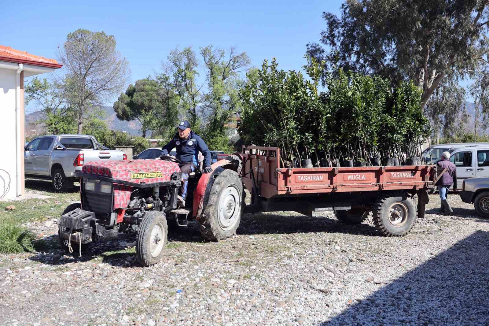 Zirai dondan zarar gören üreticilere fidan desteği
