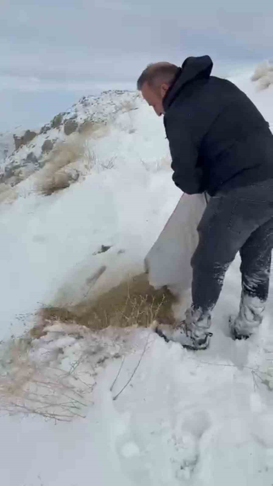 Zirveye şefkat tırmanışı: Yüksekova’da dağ keçileri için metrelerce karı aştılar
