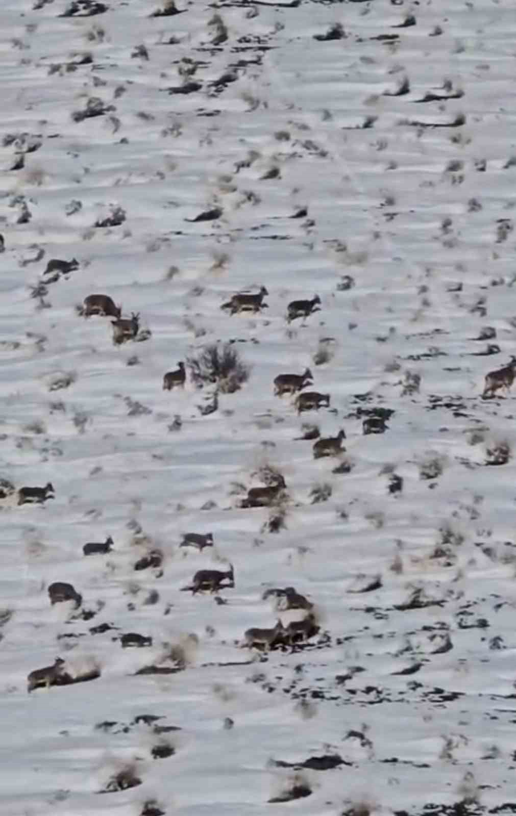 Zirveye şefkat tırmanışı: Yüksekova’da dağ keçileri için metrelerce karı aştılar

