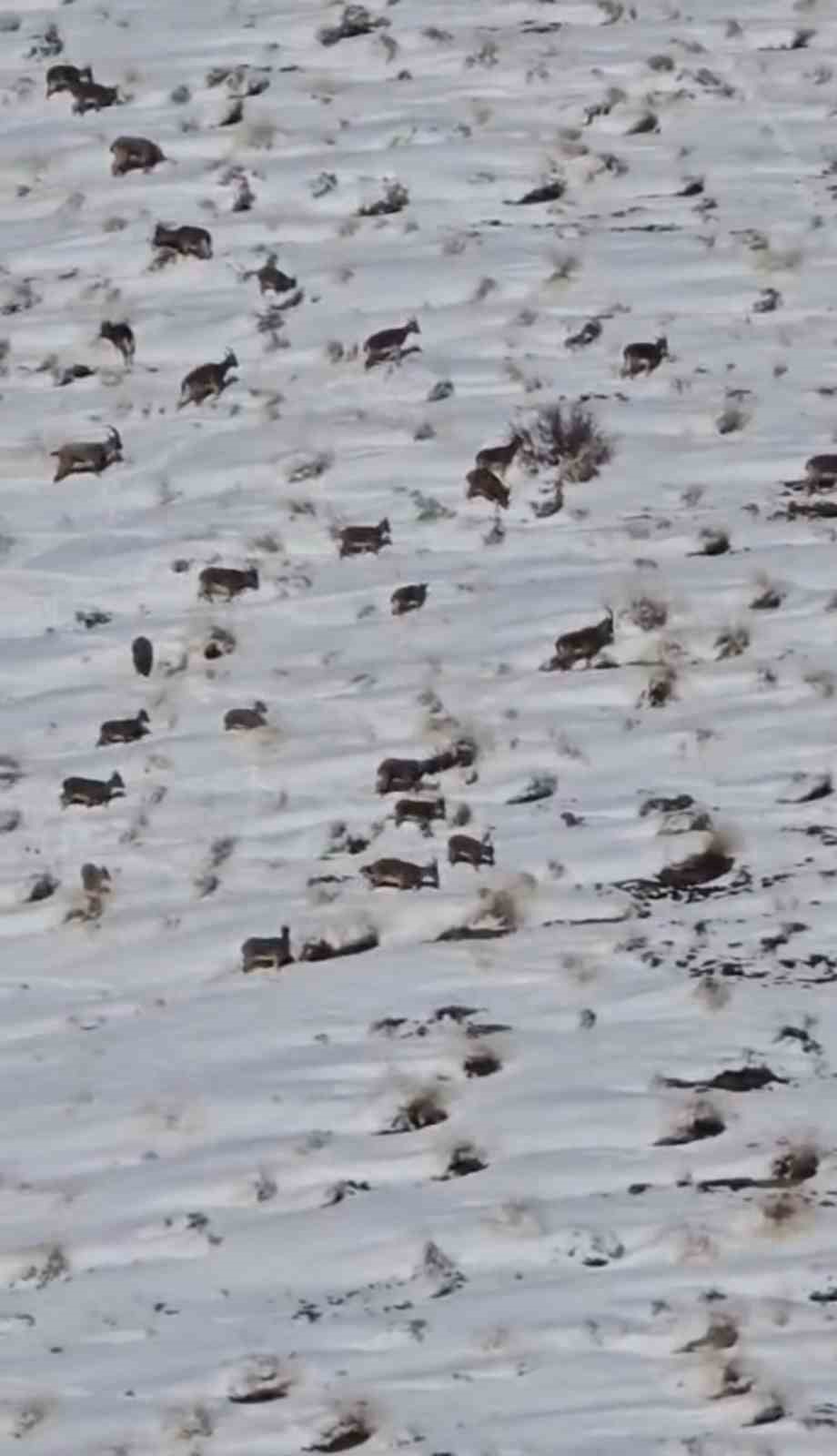 Zirveye şefkat tırmanışı: Yüksekova’da dağ keçileri için metrelerce karı aştılar
