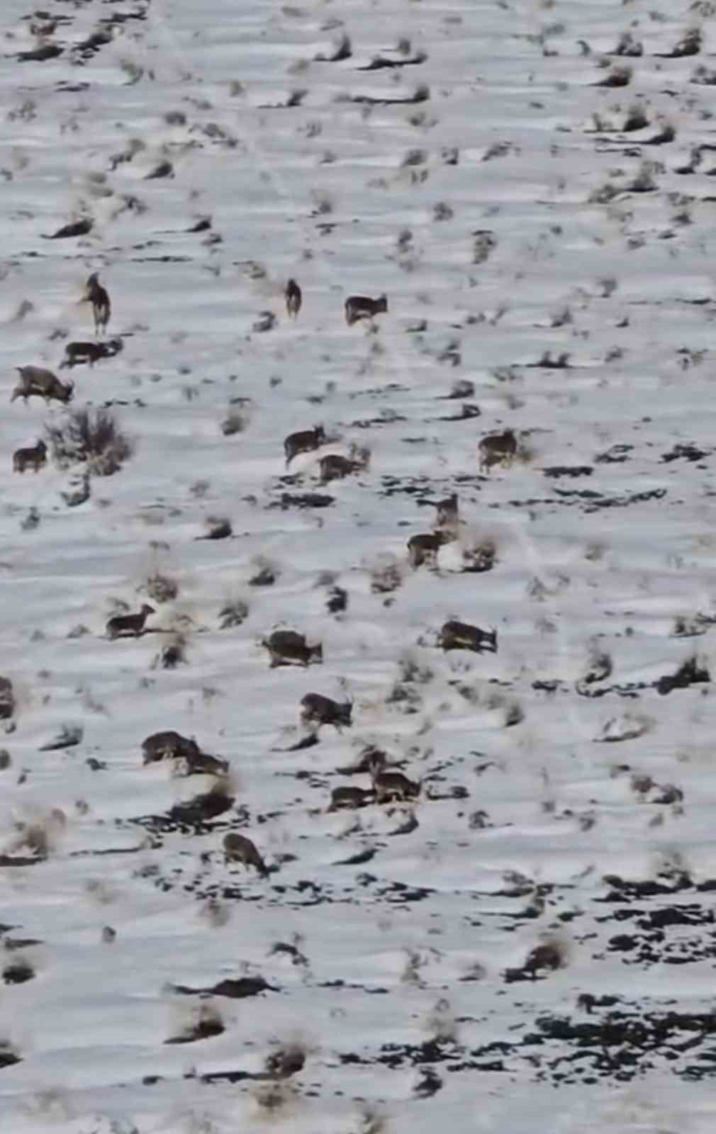 Zirveye şefkat tırmanışı: Yüksekova’da dağ keçileri için metrelerce karı aştılar
