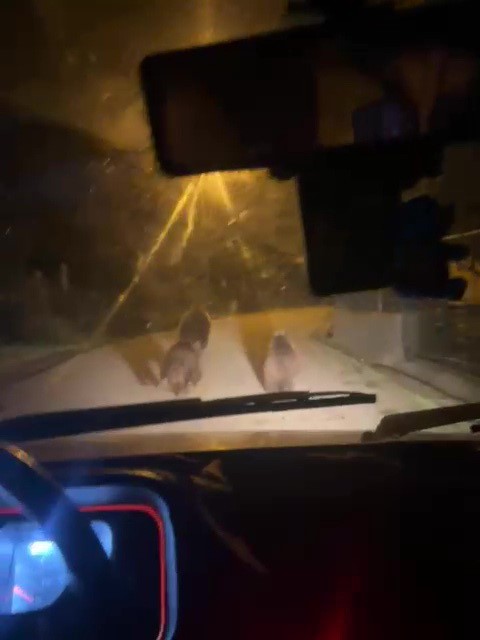 Zonguldak’ta aç kalan ayılar köye indi
