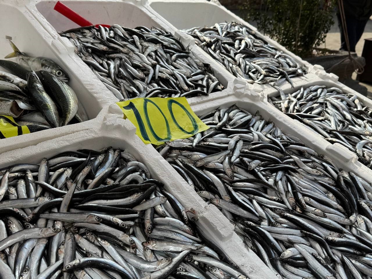 Zonguldak’ta balık tezgahlarında Ramazan mesaisi; hamsi 100 liradan satılıyor
