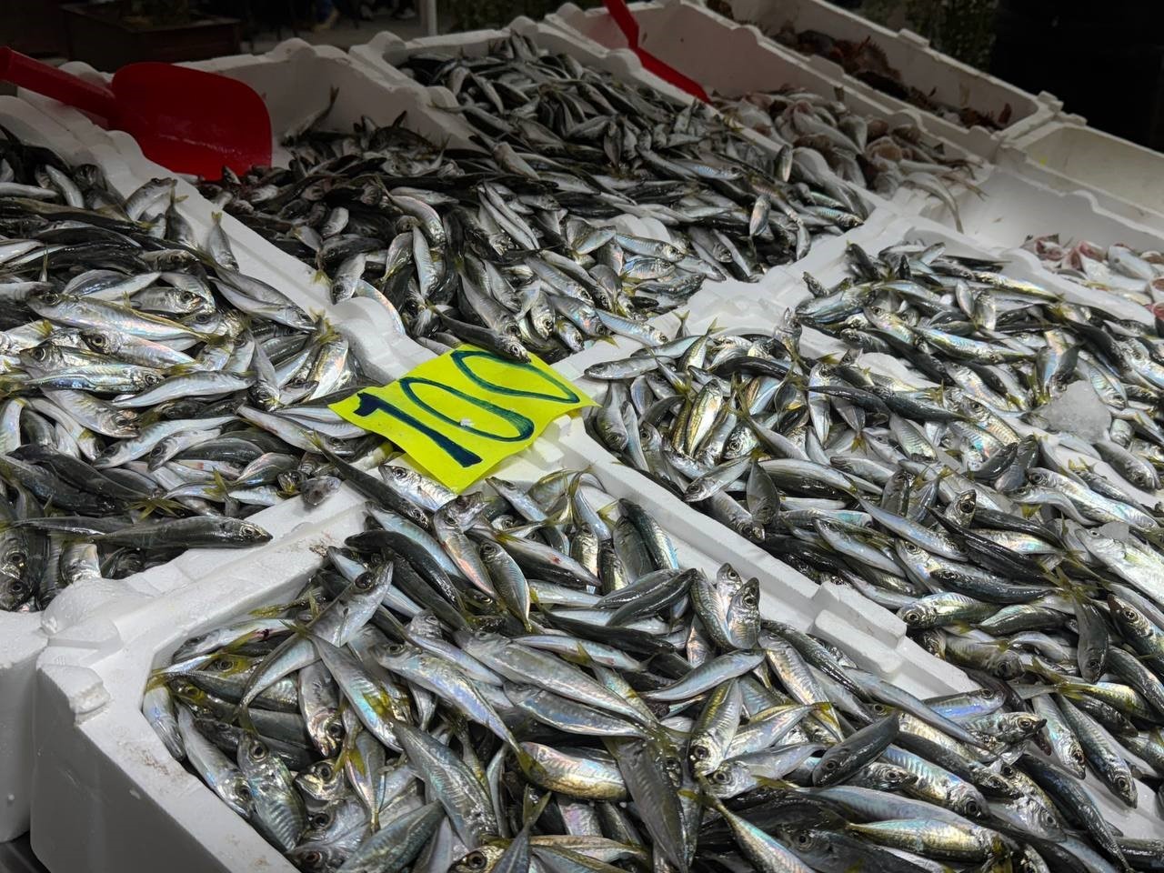 Zonguldak’ta istavrit tezgahta 100 liradan satıldı
