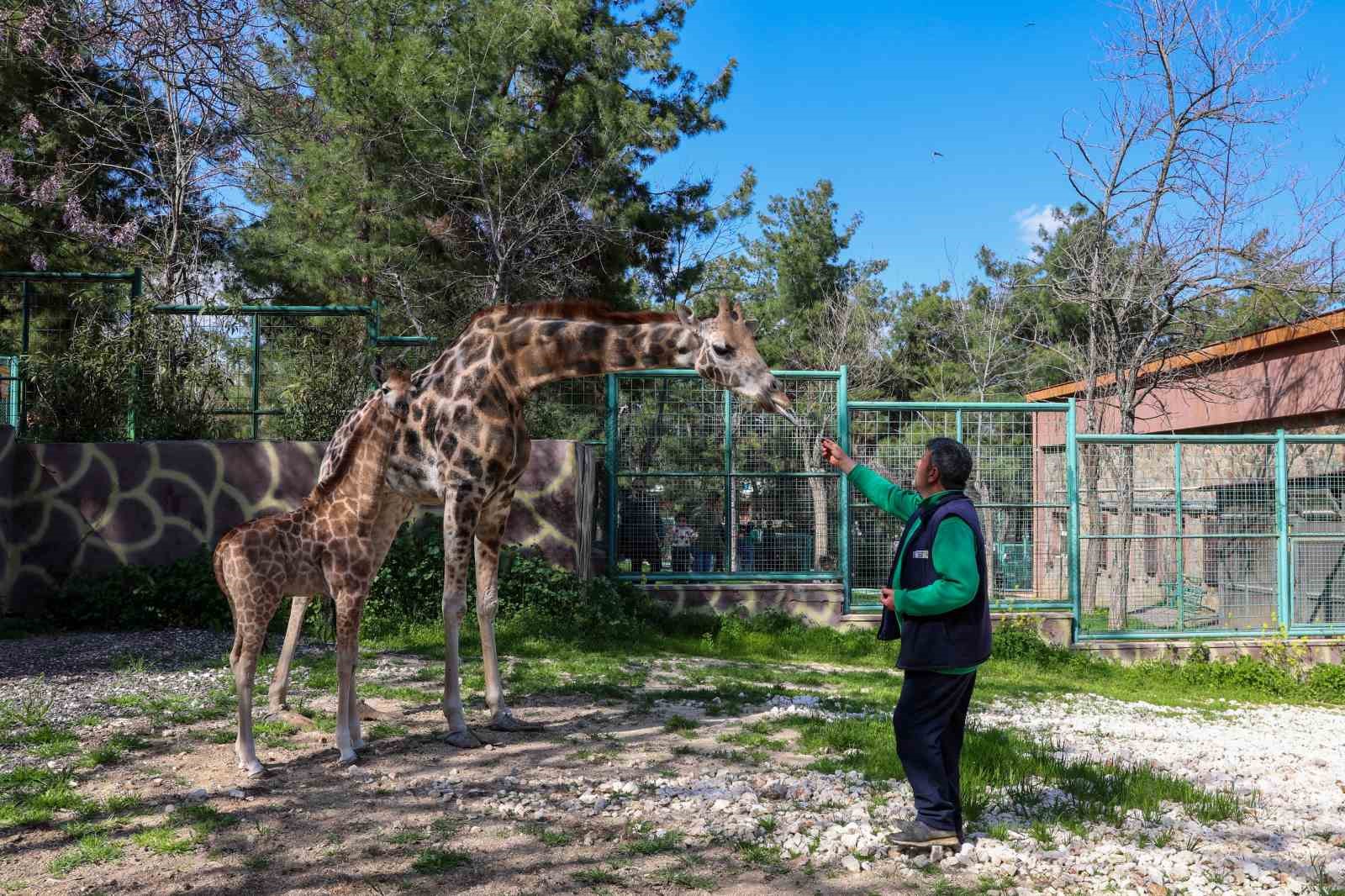 Zürafanın yavrusu yetim doğdu
