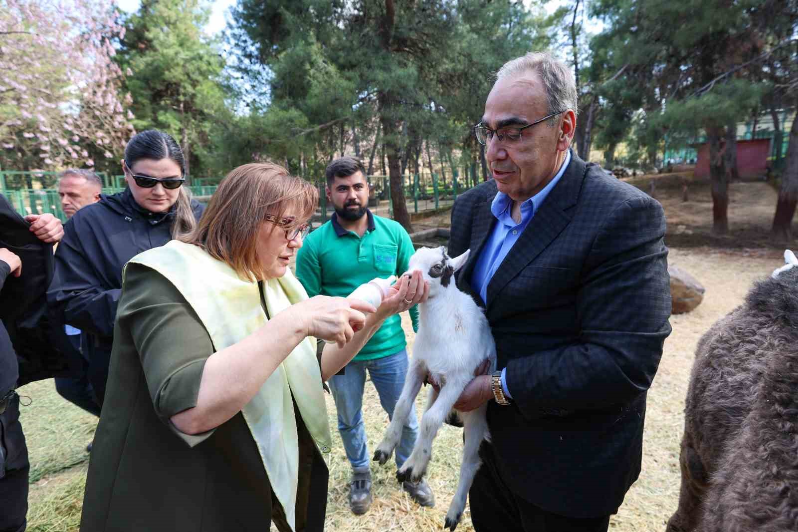 Zürafanın yavrusu yetim doğdu
