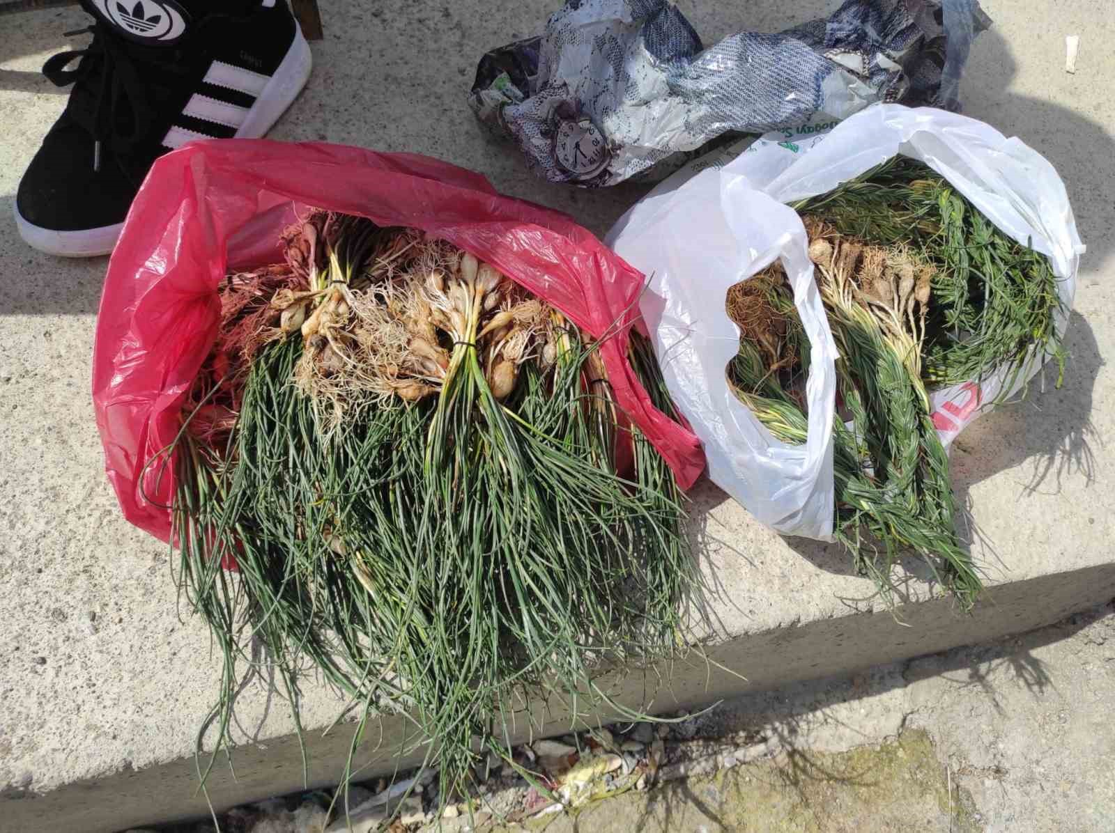 Zuzubak otu, köylüler için önemli bir gelir kapısı
