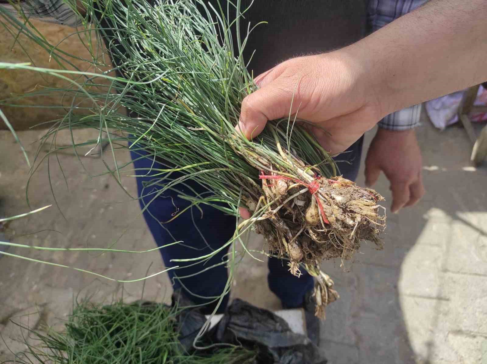 Zuzubak otu, köylüler için önemli bir gelir kapısı
