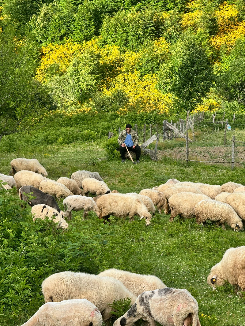 Ordu'nun Gizli Cenneti Kumru Yaylası'nda Renk Cümbüşü... Ordu'nun Gizli Cenneti Kumru Yaylası'nda Renk Cümbüşü...