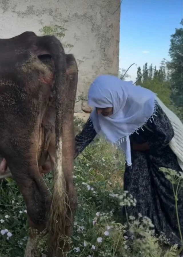 Telef Olan İneği İçin Gözyaşı Döken Kadına İki İnek ve İki Buzağı Hediye Edildi Telef Olan İneği İçin Gözyaşı Döken Kadına İki İnek ve İki Buzağı Hediye Edildi
