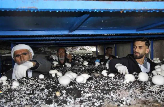 2 bin yıllık tarihi mağarada mantar üretim tesisi kurdu
