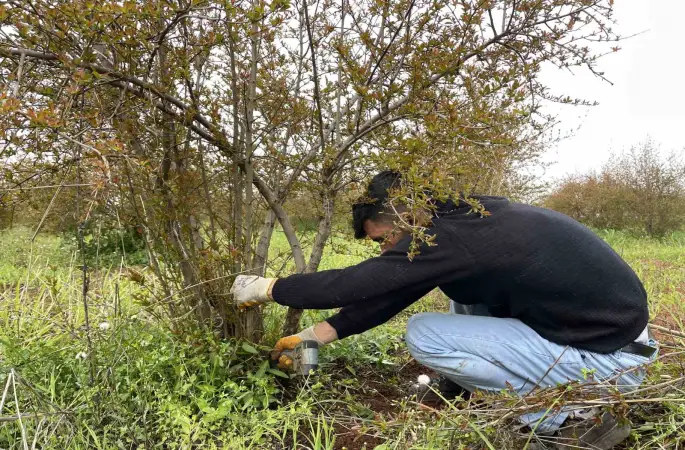 AB tescilli Suruç narında budama zamanı
