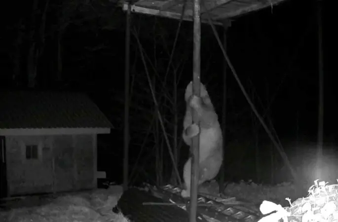 Aç kalan ayı kovanlara ulaşmak için düz demire tırmanmaya çalıştı
