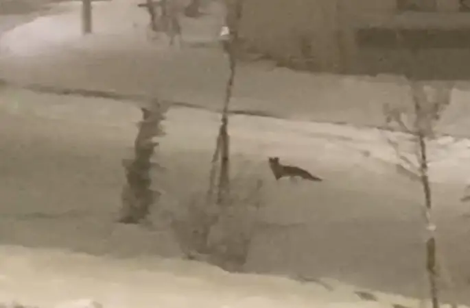 Aç kalan tilki şehir merkezine indi
