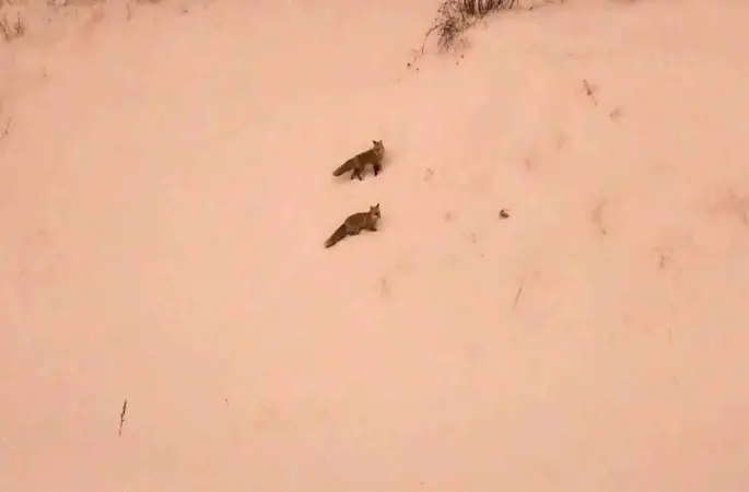 Aç kalan tilkiler yerleşim yerlerinde görülmeye başlandı
