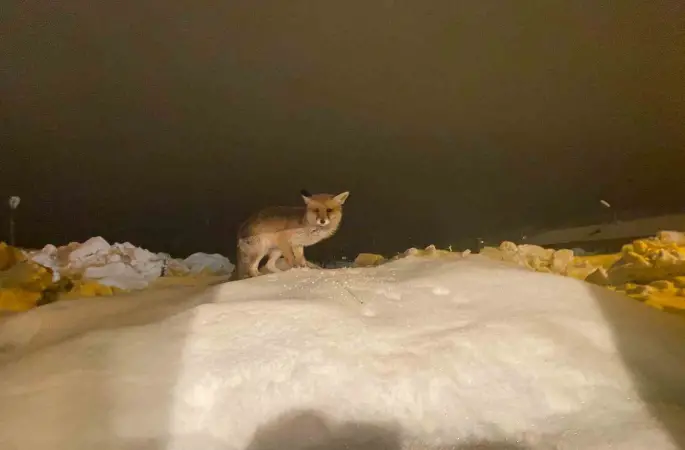 Aç kalan tilkiye şefkat eli: "O yedikçe ben mutlu oldum"
