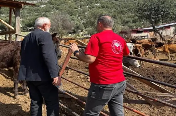 Adana’da "Güney Sarısı" bereketi: Yerli ırk üreticinin yüzünü güldürüyor
