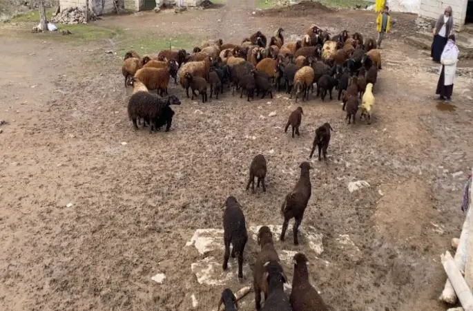 Ağrı’da kuzuların anneleri ile buluşması renkli anlara sahne oldu
