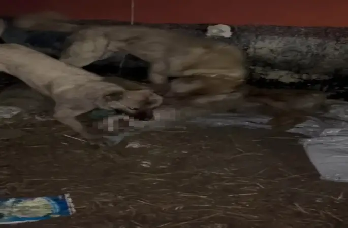 Ahıra girmeye çalışan kurdu kangallar telef etti
