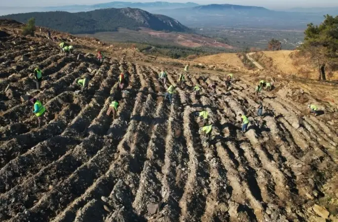 Akhisar’da yanan alanlar yeniden yeşeriyor: 2 milyon 325 bin fidan toprakla buluşacak
