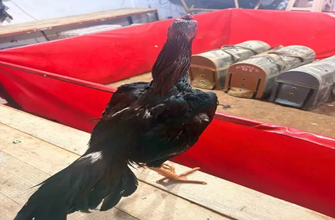 Alanya’da horoz dövüşüne jandarma baskını: 11 kişiye 143 bin TL ceza
