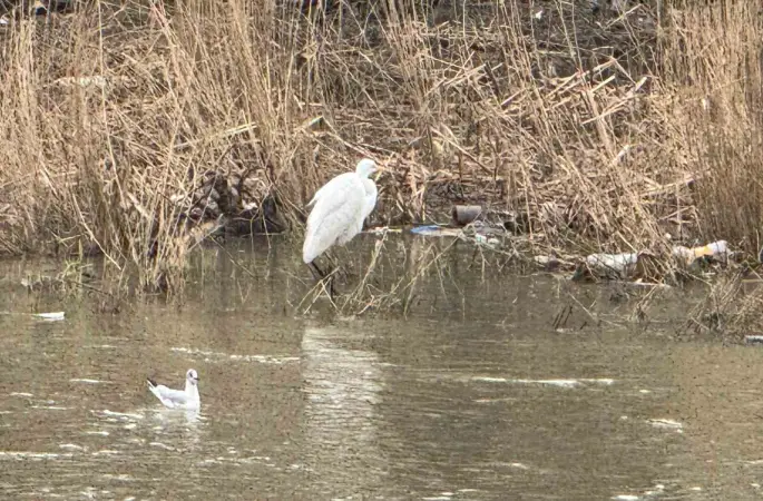Alaplı Çayı yüzlerce kuş türüne köprü oluyor
