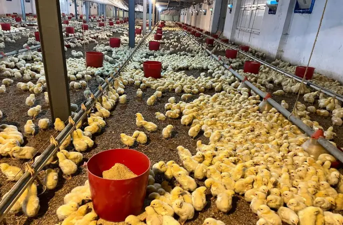 Alaplı’da kümes yangını korkuttu
