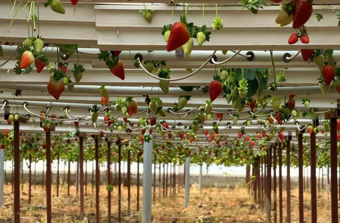 Almanya’da eğitim aldı, Türkiye’de "topraksız" başarıyı yakaladı: Hedef 100 ton çilek
