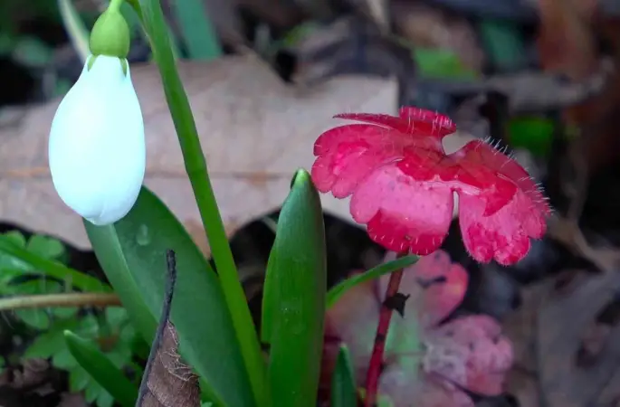 Amasya’nın dağlarında çiçekler açmaya başladı: "Anadolu’daki bitkiler milli servet"

