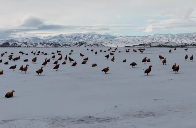 Angut kuşlarının belgesel tadında göçü

