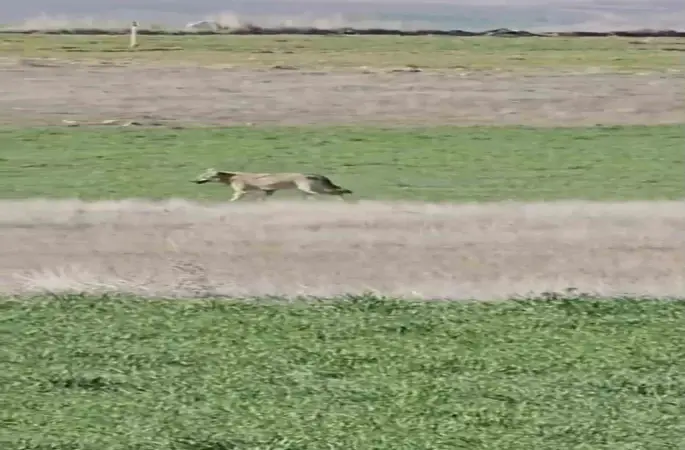 Ankara’da aç kalan kurtlar tarlalara indi
