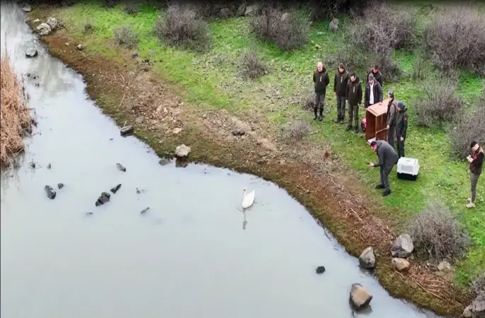 Ankara’da düşen kuğu Edirne’de özgürlüğüne kavuştu

