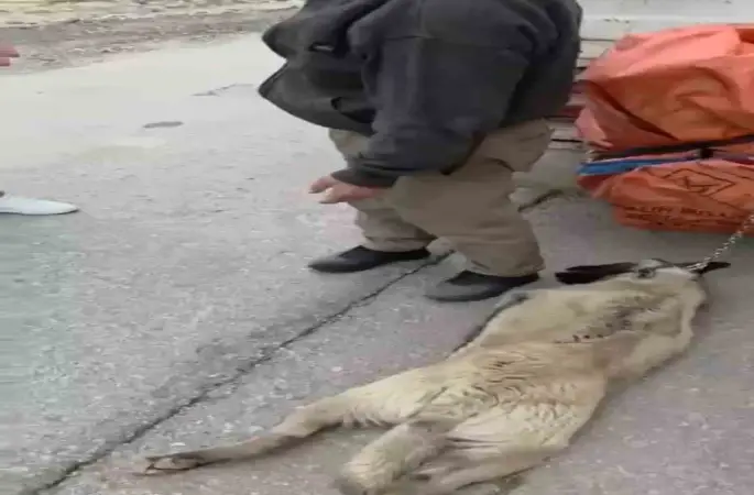 Ankara’da kamyonetin arkasına köpeği bağlayıp sürükleyen sürücü gözaltına alındı
