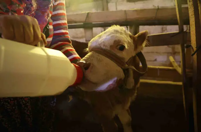 Annesi ölen buzağıyı elleriyle besliyorlar
