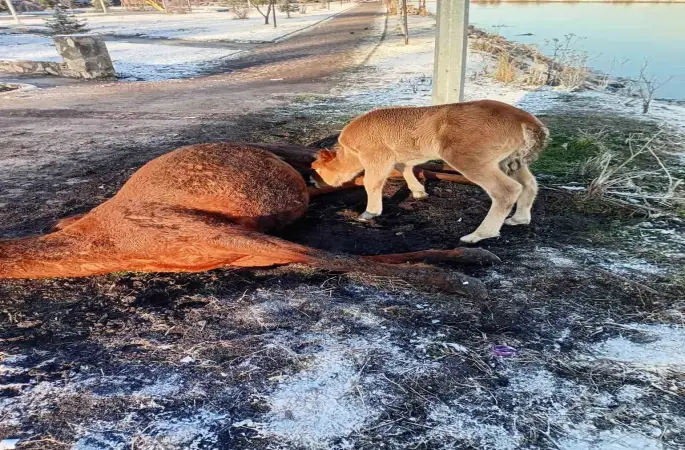 Annesini kaybeden tay, onu hâlâ emmeye çalıştı

