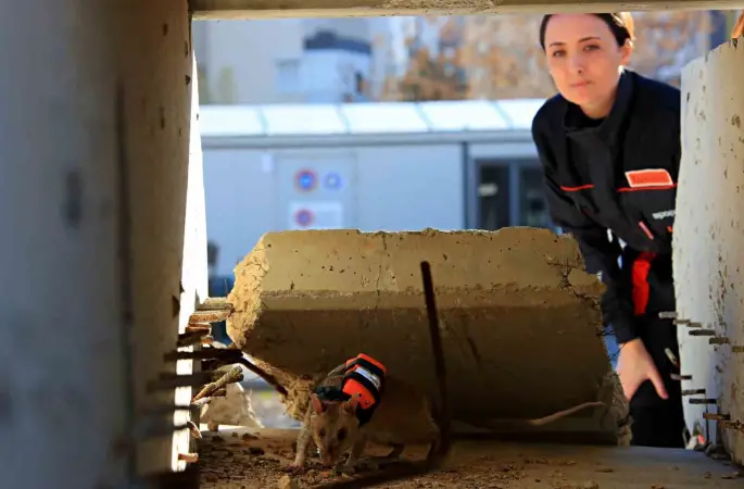 Antalya’da eğitilen Afrika keseli sıçanları enkaz altındaki "göz" olacak
