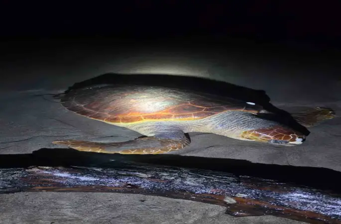 Antalya’da sahilde dev caretta caretta ölü bulundu
