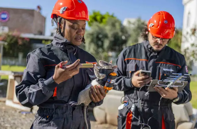 Arama kurtarmada yeni dönem: Enkaz altında kalanları kahraman fareler kurtaracak
