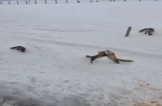 Ardahan’da tilkilerin ’ekmek kavgası’ kamerada
