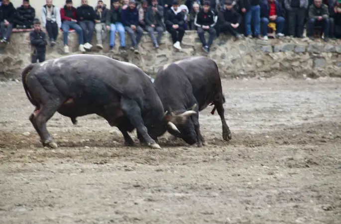 Artvin’de boğa güreşleri sezonu Sarıgöl’de açıldı
